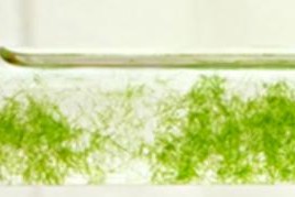 海藻——大海里的绿色宝藏（海藻的种类、生长环境、营养价值及应用前景）