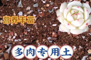 多肉泥土配方的选择与使用（打造健康多肉植物的关键之一）
