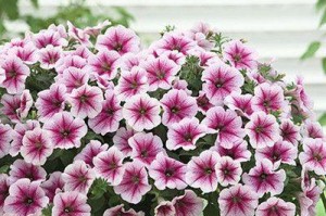 矮牵牛耐寒多少度？——寒冬季节，矮牵牛的温度底线