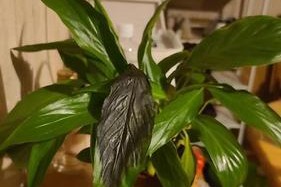 万年青开花后怎么处理？（剪掉还是保留，这是一个问题。）