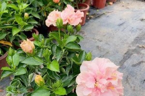 扶桑花开花后的处理方法（让扶桑花延续美丽的时光）