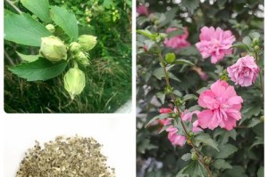木棉花的种子是否存在？（探究木棉花种子的成长与传承）