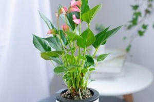 一帆风顺水培的移盆技巧（掌握关键步骤，让水培植物顺利转盆）