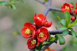 海棠花的气味（探秘芳香之谜）