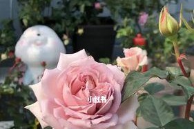 河本绊月季的优缺点（了解河本绊月季的特点和不足，更好地养护）