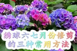 臭绣球花的修剪技巧与方法（打造花园中的臭绣球花美景，让你的花园焕发鲜活生机）
