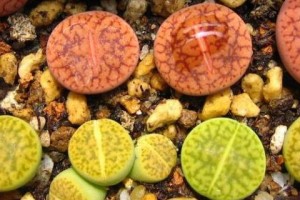 多肉生石花的繁殖方法与注意事项（石花繁殖的步骤、技巧和常见问题）
