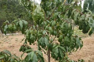 适合种植桃树的地区及条件（探讨桃树的种植环境和需求）