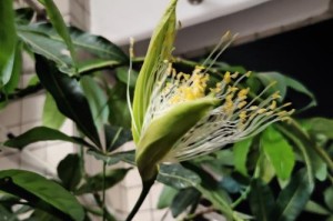 发财树开花的条件及注意事项（如何让发财树开花？常见的问题及解决方法！）