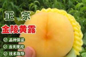 黄桃种植条件与适宜栽种区域的气候要求（打造黄桃产业，了解适宜种植条件，助力果农致富）