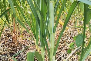 巨菌草——多年生植物的代表（探寻巨菌草的生态特征及其重要性）