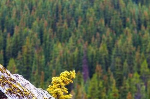 探寻世界各国的国树--松树（从历史和文化角度解读松树的象征意义）