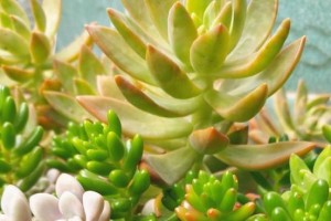 河水是否适合浇多肉？（探究河水对多肉植物的影响及正确的浇水方法）