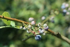 蓝莓成熟时间详解（从开花到采摘全过程）