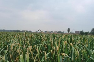 2021年新蒜上市时间及成熟收获的（新蒜收成时间、新蒜上市时间、新蒜的生长周期、新蒜的品种介绍）
