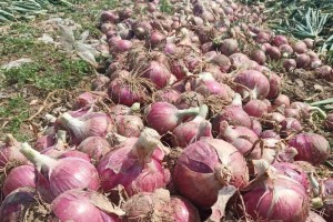 洋葱的最佳肥料（如何选择合适的肥料来提高洋葱产量？）