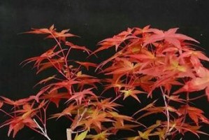 枫树浇水周期详解（了解枫树的浇水需求，让你的枫树茁壮成长）