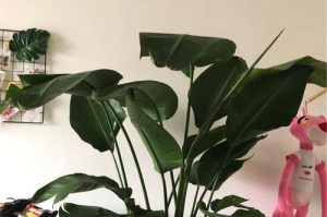 北向客厅的花卉选择（打造舒适宜人的居家环境——北向客厅养花）