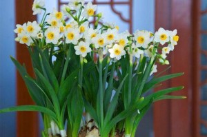 阳台绿化，选择合适植物为关键（为你的阳台提供优质绿色空气）