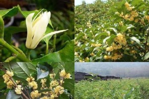 探究桂花树的耐寒能力（冬季越冬温度透析，多地实测桂花树耐寒数据揭秘）