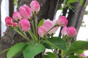 海棠花能在寒冬开花吗？（探寻海棠花的寒冬之美。）