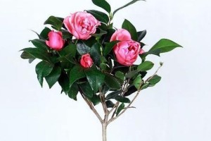 冬季茶花浇水技巧（如何科学合理地给茶花浇水）