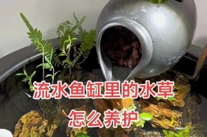如何种植鱼缸水草？（从种子到繁茂，你需要知道的关键步骤）