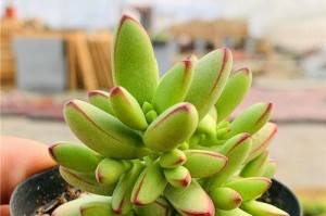 多肉小天狗的浇水技巧（科学浇水助你打造健康可爱的多肉小天狗）