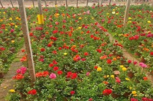 芹叶牡丹花的养殖技巧（打造美丽庭院的绝佳选择）