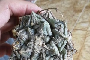 龟甲牡丹的上盆与养护方法（如何让你的龟甲牡丹更健康生长）