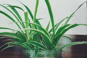 草莓苗水养方法解析（掌握这些技巧，让草莓苗长得更健康）