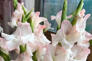剑兰花的养殖方法（一步步教您如何成功栽种剑兰花）