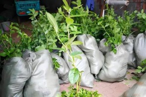 如何养护蓝莓，让它更旺盛？（掌握这些技巧，让你的蓝莓成长更健康）