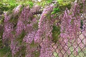 高杆花卉的栽培与应用（从营养要求到景观设计，一篇全面了解高杆花卉的指南）