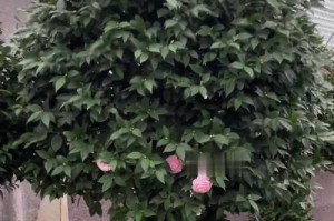 如何养护越南报颈四季海棠茶花（细致呵护，打造花园中的瑰宝）