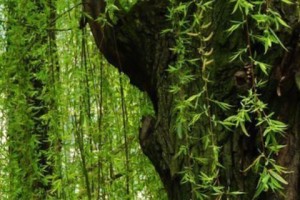 柳树开花的季节与特点（探究柳树开花的生命力和文化意义）