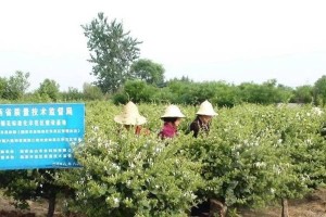 金银花的栽种方法及注意事项（打造美丽的金银花花园，让家居更温馨）