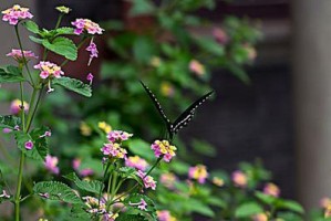 蝴蝶梅花养殖全攻略（品种选择、栽培技巧、疾病防治一网打尽）
