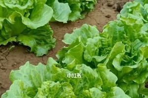 生菜品种选择的秘密（如何选择最适合自己的生菜品种）