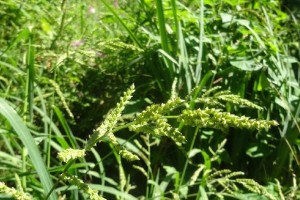 禾本科植物（了解禾本科植物的分类、特征和应用）