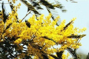 澳洲的国花（探寻澳大利亚国花的魅力）